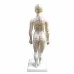 Assistência Técnica e Garantia do produto Modelo Feminino de 50 Cm para Acupuntura Anatomic - Código: Tgd-0402