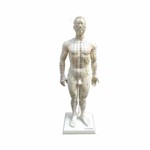 Assistência Técnica e Garantia do produto Modelo Masculino de 50 Cm para Acupuntura Anatomic - Código: Tgd-0404
