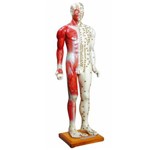 Assistência Técnica e Garantia do produto Modelo Masculino de 85 Cm para Acupuntura Anatomic - Código: Tgd-0401-b