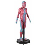 Assistência Técnica e Garantia do produto Modelo Muscular Assexuado 170 Cm com 34 Partes Anatomic - Código: Tgd-4000