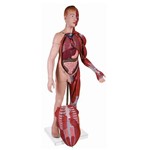 Assistência Técnica e Garantia do produto Modelo Muscular com Órgãos Internos com 170 Cm Anatomic - Tzj-4001-a