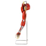 Assistência Técnica e Garantia do produto Músculos do Membro Superior com os Principais Vasos e Nervos Anatomic - Tzj-4010-a