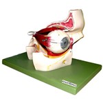 Assistência Técnica e Garantia do produto Olho em Órbita Ampliado com 11 Partes Anatomic - Tzj-0307-b