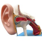 Assistência Técnica e Garantia do produto Ouvido Ampliado Classico com 58 Posições para Estudos Anatomic - Código: Tzj-0309-e