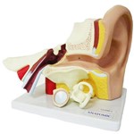 Assistência Técnica e Garantia do produto Ouvido Ampliado com 3 Partes Anatomic - Código: Tzj-0309-a