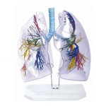 Assistência Técnica e Garantia do produto Pulmão Transparente Anatomic - Tgd-0319