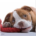 Assistência Técnica e Garantia do produto Quadro Cachorro Boxer (30x30x2,7cm) - Uniart