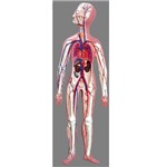 Assistência Técnica e Garantia do produto Sistema Circulatório Anatomic - Tzj-0328-d