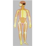 Assistência Técnica e Garantia do produto Sistema Nervoso Montado em Prancha de Madeira Anatomic - Tzj-0328-b