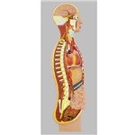 Assistência Técnica e Garantia do produto Sistema Nervoso Simpático Anatomic - Tzj-0328-c