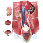 Assistência Técnica e Garantia do produto Sistema Urinário Clássico Anatomic - Tgd-0328-a