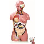 Assistência Técnica e Garantia do produto Torso Bissexual 85cm com 24 Partes Anatomic - Tzj-0202-b