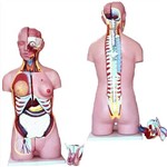 Assistência Técnica e Garantia do produto Torso Bissexual 85cm com 26 Partes com Coluna Exposta Anatomic - Tzj-0202-x