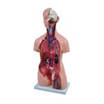 Assistência Técnica e Garantia do produto Torso Humano Bissexual com Abertura Nas Costas de 85 Cm com 24 Partes - Sdorf - Cod: Sd-5022